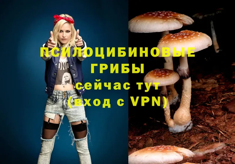 наркошоп  Новосиль  Галлюциногенные грибы MAGIC MUSHROOMS 